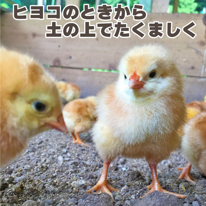 ¥Ò¥è¥³¤Î¤È¤¤«¤éÅڤξå